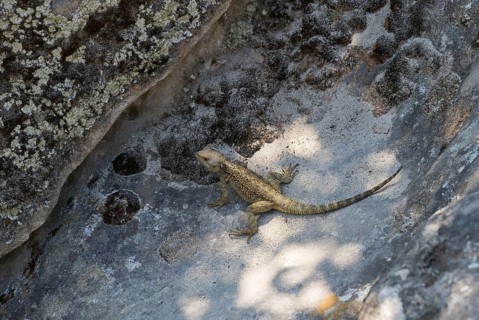 Lizard basking in the shade on a rocky ground, lizard, Caucasus Agame (Paralaudakia caucasia),