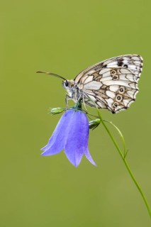 Checkerspot butterfly (Melanargia galathea) on bellflower (Campanula), Bad Münstereifel, North