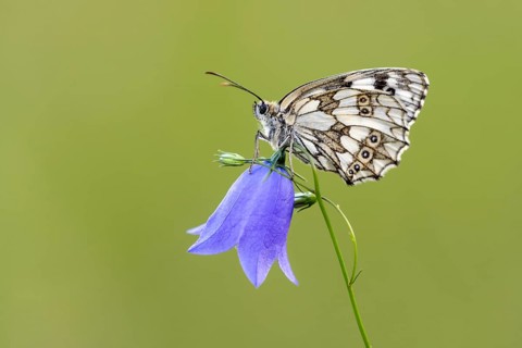 Checkerspot butterfly (Melanargia galathea) on bellflower (Campanula), Bad Münstereifel, North