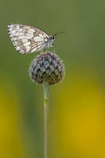Checkerspot butterfly (Melanargia galathea), Bad Münstereifel, North Rhine-Westphalia, Germany