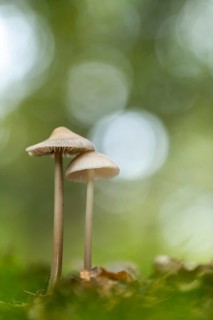 Lilac bonnet (Mycena pura), Ahlhorn, Lower Saxony, Germany