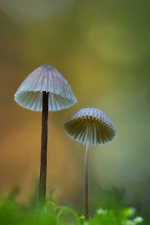 Mycena metata, Pilz, Ahlhorn, Lower Saxony, Germany