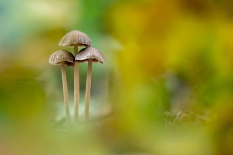 Düngerling (Panaeolus), mushroom, Ahlhorn, Lower Saxony, Germany