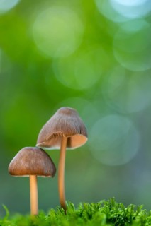Pinnate shortling or pinnate fibreling (Psathyrella candolleana), Ahlhorn, Lower Saxony, Germany
