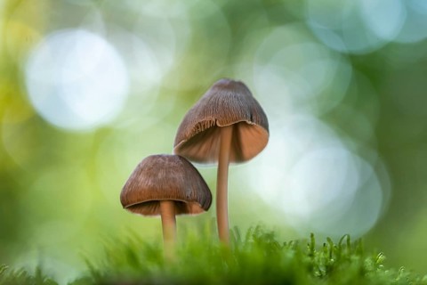 Pinnate shortling or pinnate fibreling (Psathyrella candolleana), Ahlhorn, Lower Saxony, Germany