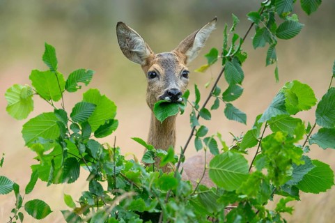 Female roe deer (Capreolus capreolus) in a meadow, grazing on a leaf, feeding, browsing, Vechta,