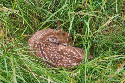 Fawn of a fallow deer (Dama dama) hidden in a meadow, Lower Saxony, Germany