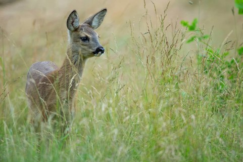 Fawn of a roe deer (Capreolus capreolus) in a meadow, Oldenburger Muensterland, Vechta, Lower