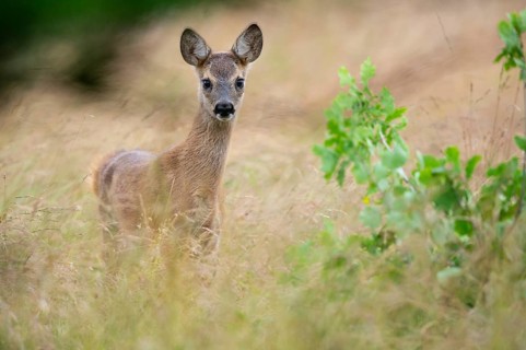 Fawn of a roe deer (Capreolus capreolus) in a meadow, Vechta, Lower Saxony, Germany