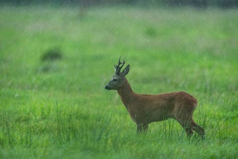 Roebuck (Capreolus capreolus) in the rain in a meadow, Vechta, Lower Saxony, Germany