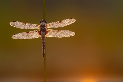 Four-spotted dragonfly (Libellula quadrimaculata) in the morning dew in the moor, Goldenstedter