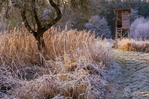 Winter hoarfrost at Ahlhorn fish ponds, high sitting, hunting, Ahlhorn fish ponds, Ahlhorn, Lower