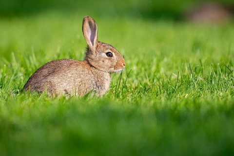 Wild rabbit (Oryctolagus cuniculus), Stapelfeld, Cloppenburg, Lower Saxony, Germany