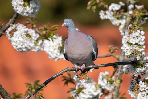Woodpigeon (Columba palumbus) in a flowering cherry tree, Vechta, Lower Saxony, Germany