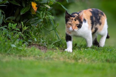 House cat in the garden, Stapelfeld, Cloppenburg, Lower Saxony, Germany