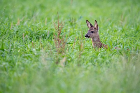 Roe deer, fawn (Capreolus capreolus), Vechta, Lower Saxony, Germany
