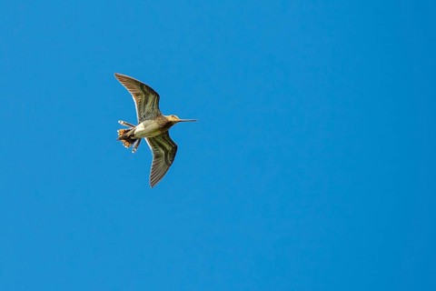 Common Snipe in mating flight, Lembruch, Lower Saxony, Germany