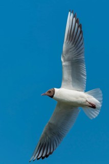Flying Black-headed Black-headed Gull (Chroicocephalus ridibundus), Lembruch, Lower Saxony, Germany
