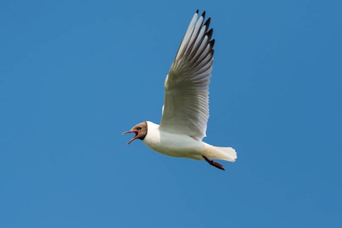 Flying Black-headed Black-headed Gull (Chroicocephalus ridibundus), Lembruch, Lower Saxony, Germany