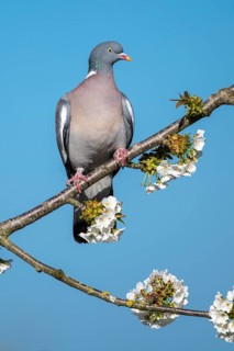 Woodpigeon (Columba palumbus) in a flowering cherry tree, Vechta, Lower Saxony, Germany
