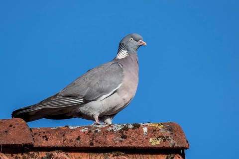 Woodpigeon (Columba palumbus), Vechta, Lower Saxony, Germany