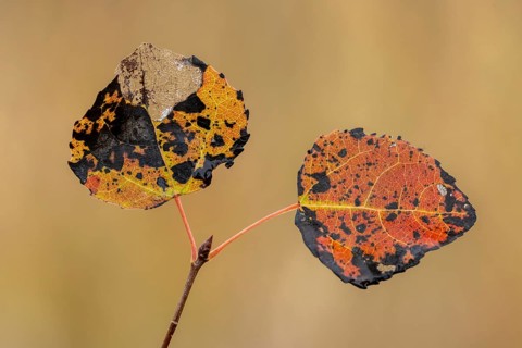 Leaves of an aspen (Populus tremula) in autumn, Goldenstedt, Lower Saxony, Germany