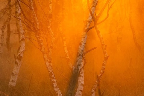 Birches (Betula) in the fog at dawn in the Molberger Dose, moor, raised bog, Molbergen, Lower