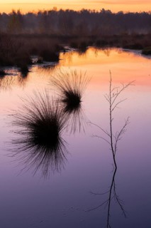 Birch (Betula) reflected in the water at dawn in the Molberger Dose, Hochmoor, Molbergen, Lower