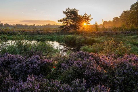 Sunrise in Venner Moor at heather blossom in late summer, Neuenkirchen-Vörden, Lower Saxony,