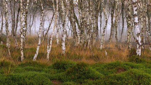 Birch forest and fog at daybreak in the Molberger Dose, Hochmoor, Molbergen, Lower Saxony, Germany