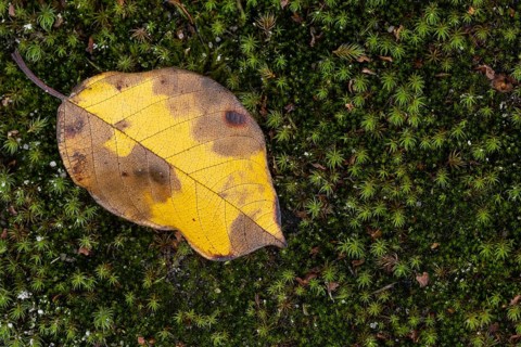 Leaf in autumn colors in moss, Goldenstedt, Lower Saxony, Germany