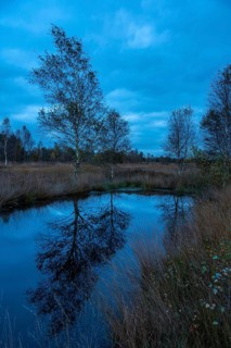 Birch in Hahnenmoor at the blue hour, Hahnenmoor, Herzlake, Lower Saxony, Germany