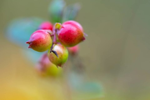 Lingonberry (Vaccinium vitis-idaea), Goldenstedt, Lower Saxony, Germany