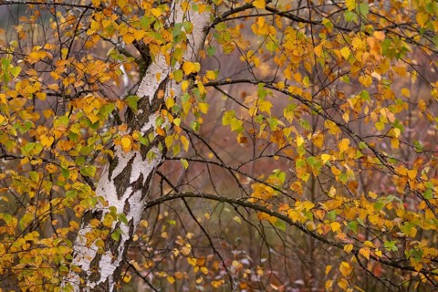 Autumnal birch (Betula) with coloured leaves in the moor, Molberger Dose, Molbergen, Lower Saxony,