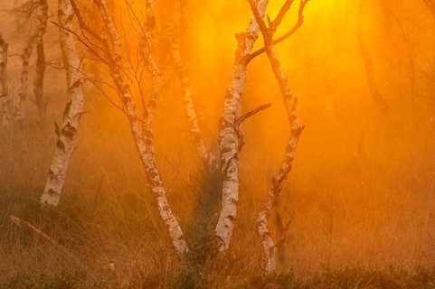 Daybreak in the Molberger Dose, moor, Molbergen, Lower Saxony, Germany