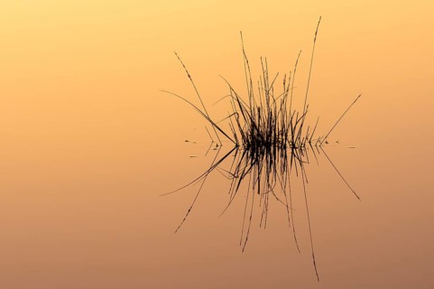 Reflection of moor grass (Molinia caerulea) in the water at sunrise in the moor, Molbergen, Lower