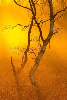 Birches (Betula) in the fog at dawn in the Molberger Dose, moor, raised bog, Molbergen, Lower