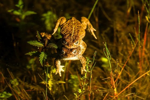Two natterjack toads (Bufo calamita) mating in the water surrounded by plants, Dümmer nature park