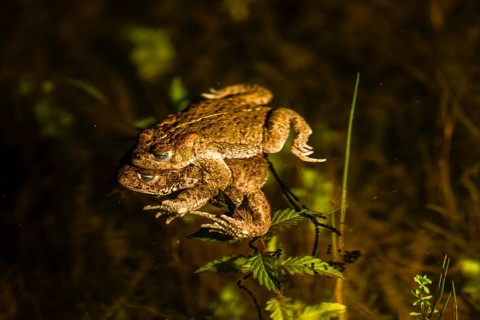 Two natterjack toads (Bufo calamita) mating in the water surrounded by plants, the female dragging