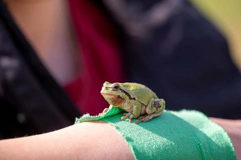Small green tree frog (Hyla arborea) sitting on an arm, close-up, Lower Saxony, Germany