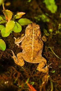 A natterjack toad (Bufo calamita) running in top view with its characteristic dorsal pattern,