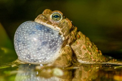 Portrait of a natterjack toad (Bufo calamita) calling during courtship and reflected with its sound