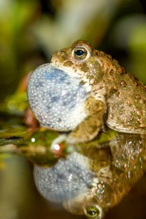Portrait of a natterjack toad (Bufo calamita) calling during courtship and reflected with its sound