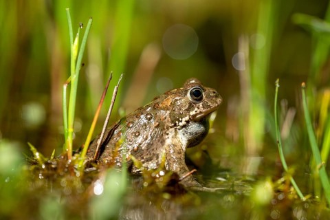 A natterjack toad (Bufo calamita) sits between marsh plants in its spawning water during courtship,