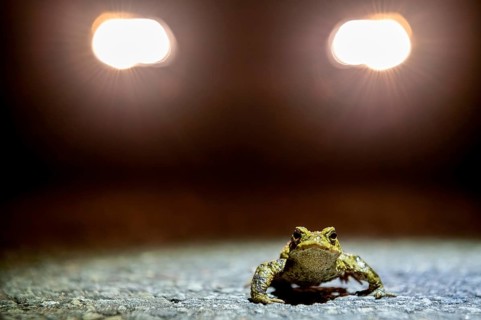 Common toad (Bufo Bufo) looking into the camera during the toad migration at night in the