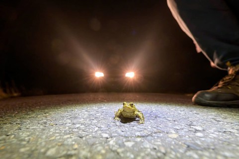 Common toad (Bufo Bufo) and shoes of a toad helper on a road at night, illuminated by car