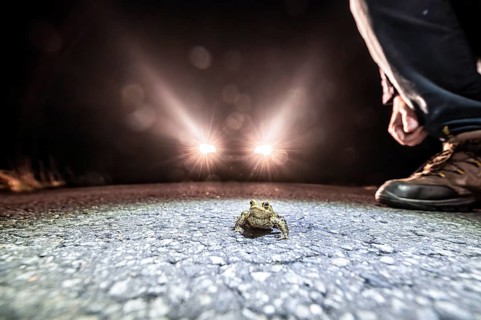 Common toad (Bufo Bufo) and man on a road at night, illuminated by car headlights, asphalt in the