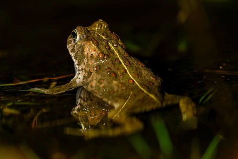 A natterjack toad (Bufo calamita) is reflected on the water surface in its spawning water with its