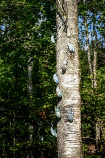 Several insect sculptures crawl up the trunk of a tree under a clear sky at the birthplace of