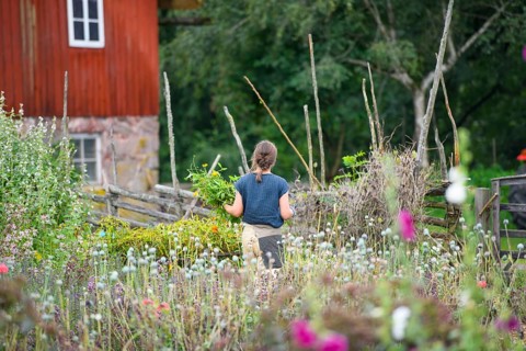 Woman in the cottage garden of a red country house surrounded by lush plants in a summery